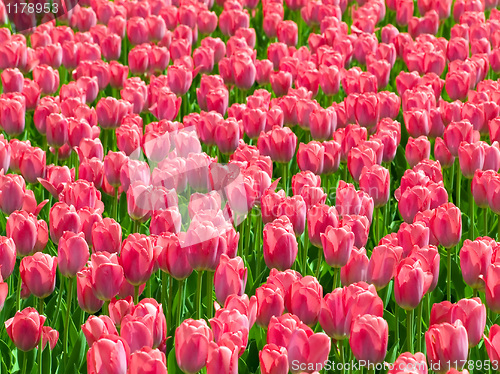 Image of Tulips.