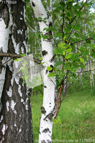 Image of birch tree trunk