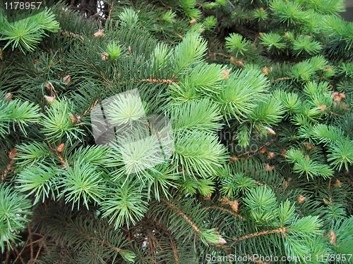 Image of pine branches with young runaways