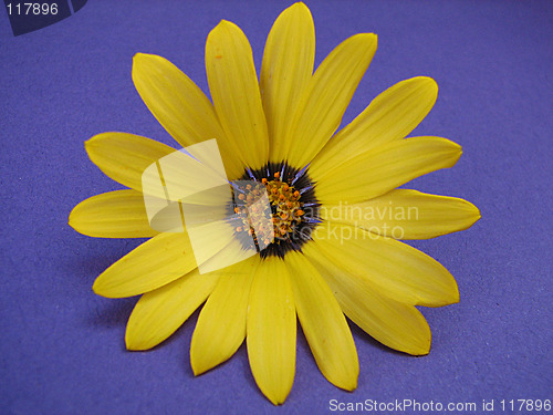 Image of yellow flower