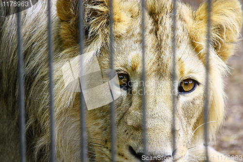 Image of Lion in the Zoo