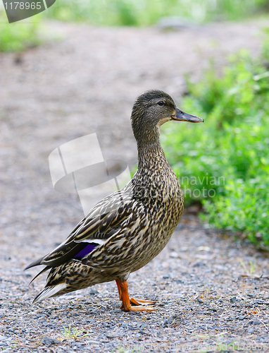 Image of Female Mallard Duck