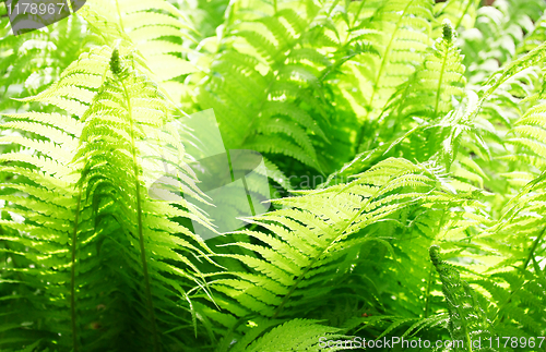Image of Fresh green leaves