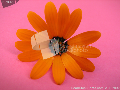 Image of orange flower