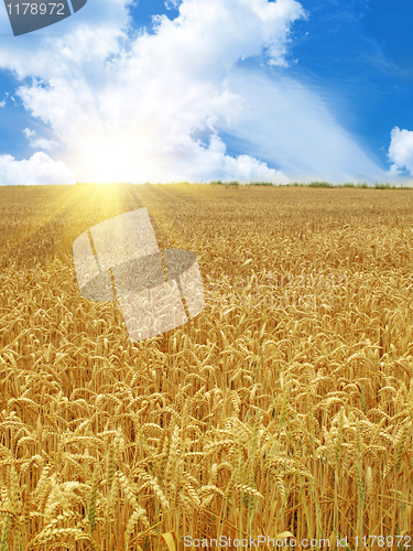 Image of grain field and sunny day