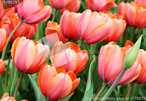 Image of beautiful tulips