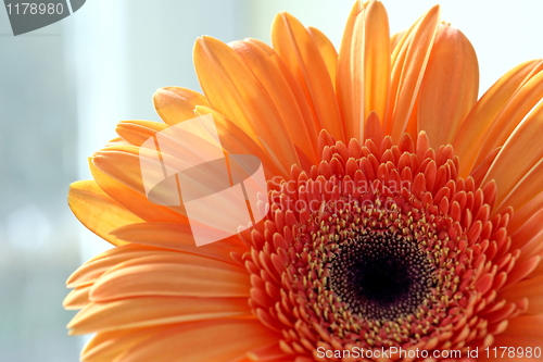Image of closeup of gerber daisy flower