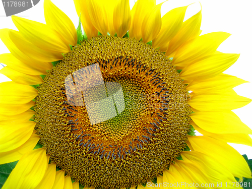 Image of big yellow sunflower 