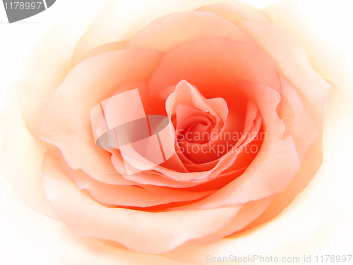 Image of gentle pink rose