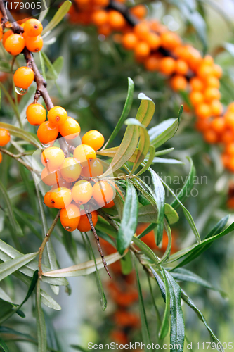 Image of branch of sea buckthorn berries