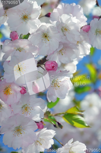 Image of Pink Cherry blossoms