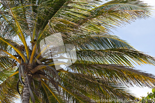 Image of Tropical Coconut Palm Tree