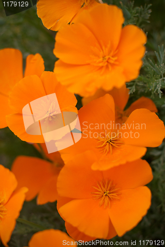 Image of Orange Poppies Field 