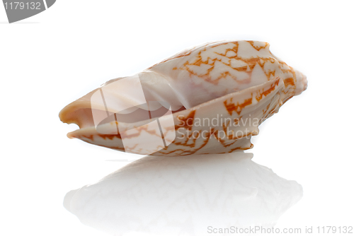 Image of Sea shell