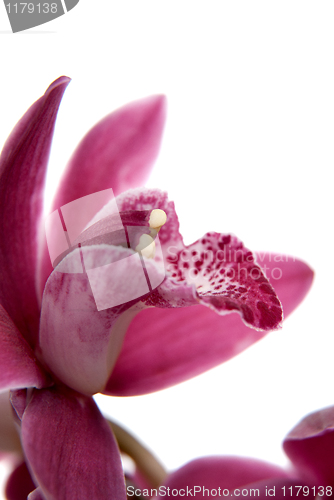 Image of Pink orchid flower close-up