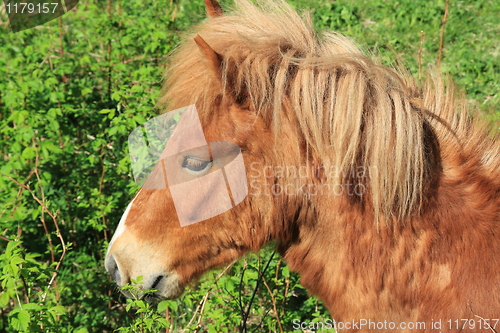 Image of Horse