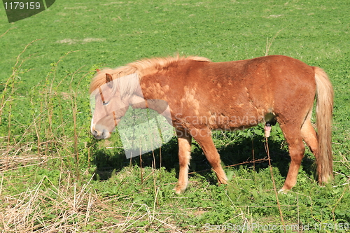 Image of Horse