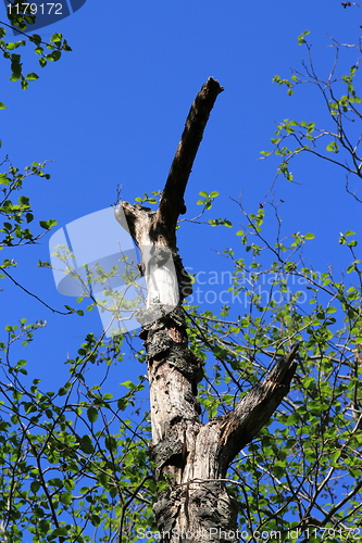 Image of Old tree