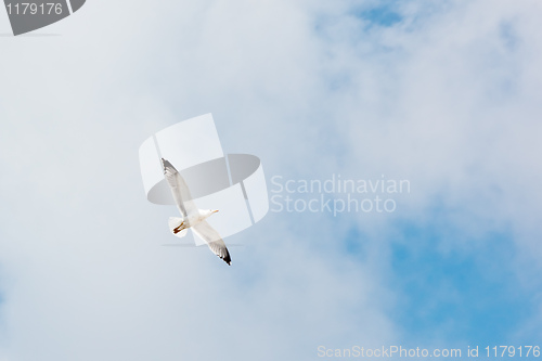 Image of seagull