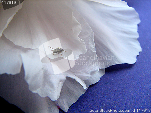 Image of ant on the petal
