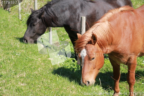 Image of Horses