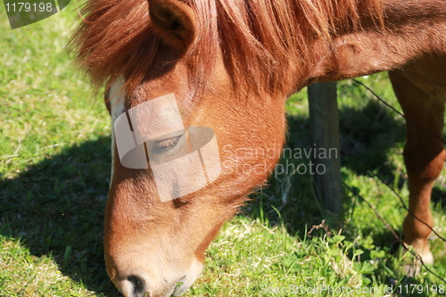 Image of Horse