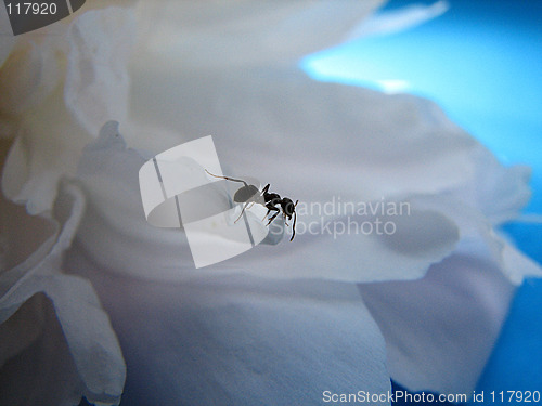 Image of ant on the petal