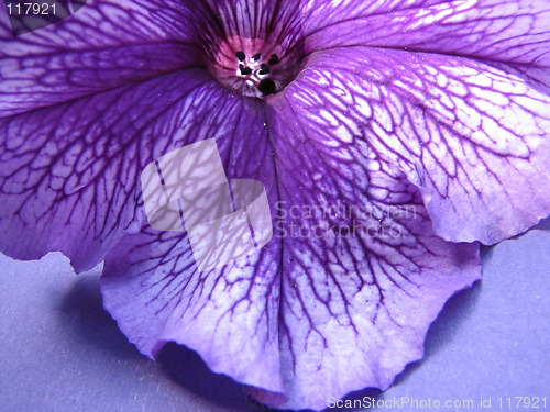 Image of violet petunia
