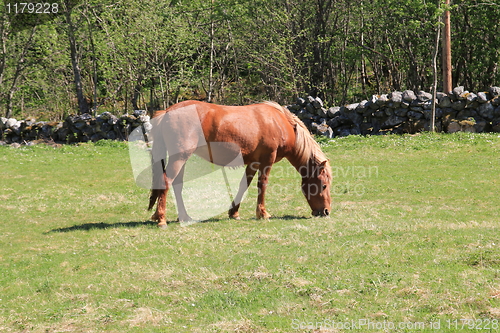 Image of Horse