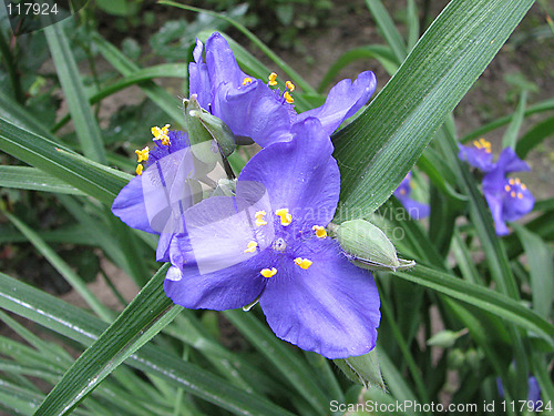 Image of violet flowers