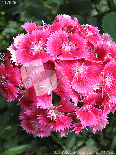 Image of red carnation