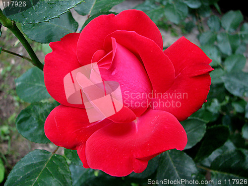 Image of red rose