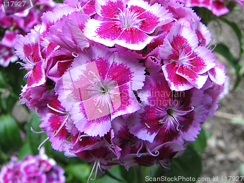 Image of pink carnation