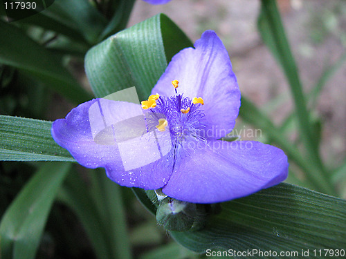 Image of violet flowers