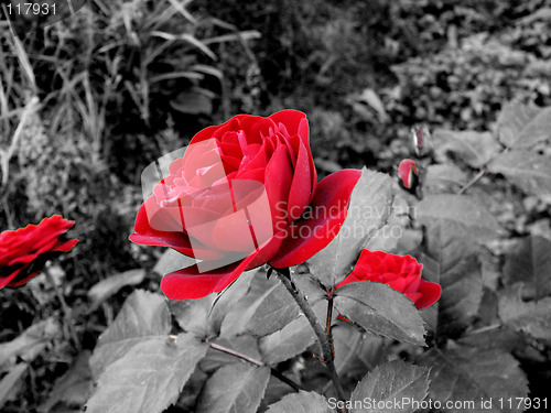 Image of red rose