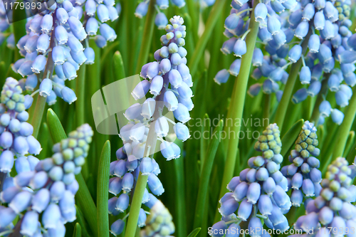 Image of Hyacinthus orientalis