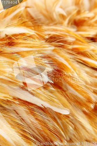 Image of Bright feathers group of some bird 