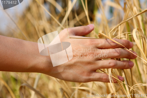 Image of close up of a man's hand touching the grass, 'feeling nature