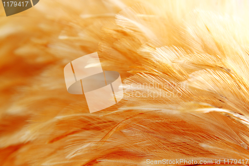 Image of Bright feathers group of some bird 