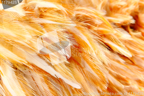 Image of Bright feathers group of some bird 