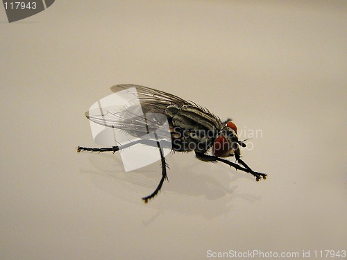 Image of fly