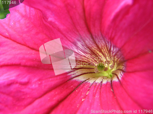 Image of pink petunia