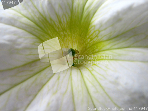 Image of white petunia