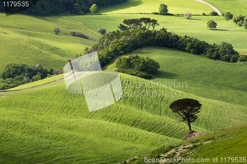 Image of Tuscany