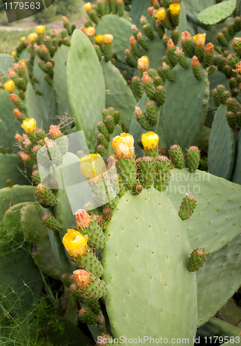 Image of Prickly pears