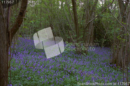 Image of Woodland Bluebells