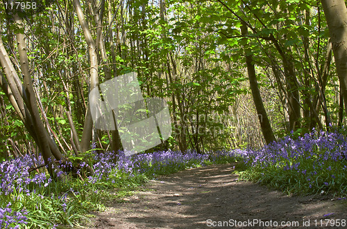 Image of Woodland Bluebells