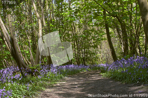 Image of Woodland Bluebells