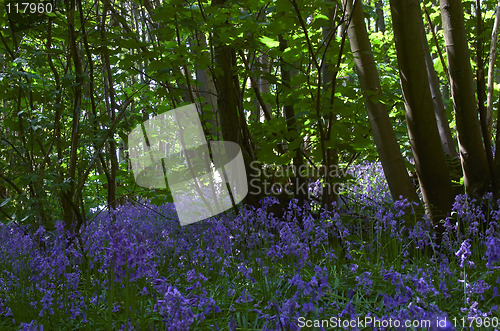 Image of Woodland Bluebells