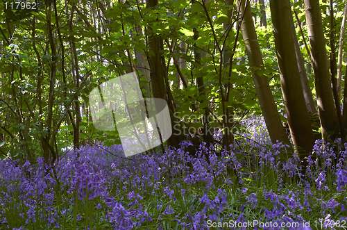 Image of Woodland Bluebells